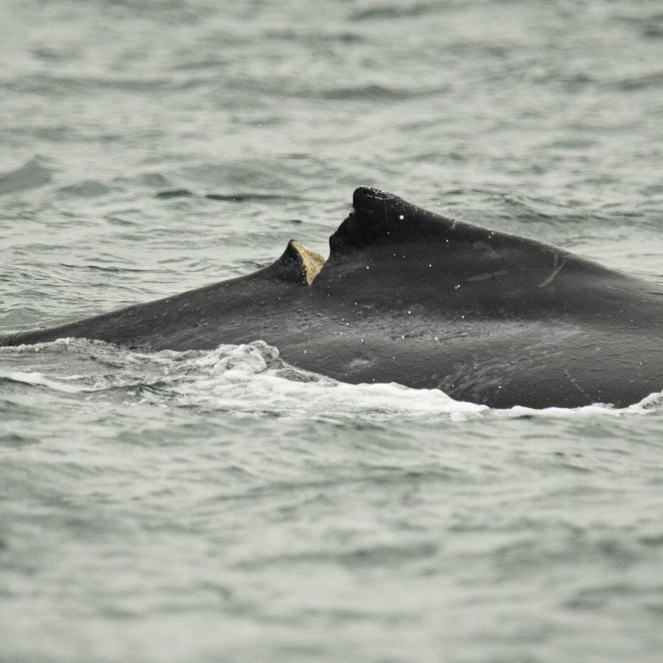 A timeline of boat strikes and entanglements involving humpbacks in B.C. waters